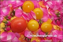 Tomatengarten